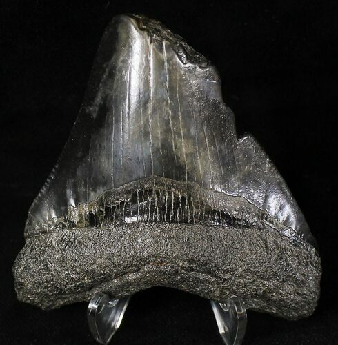 Bargain Megalodon Tooth - South Carolina #20799